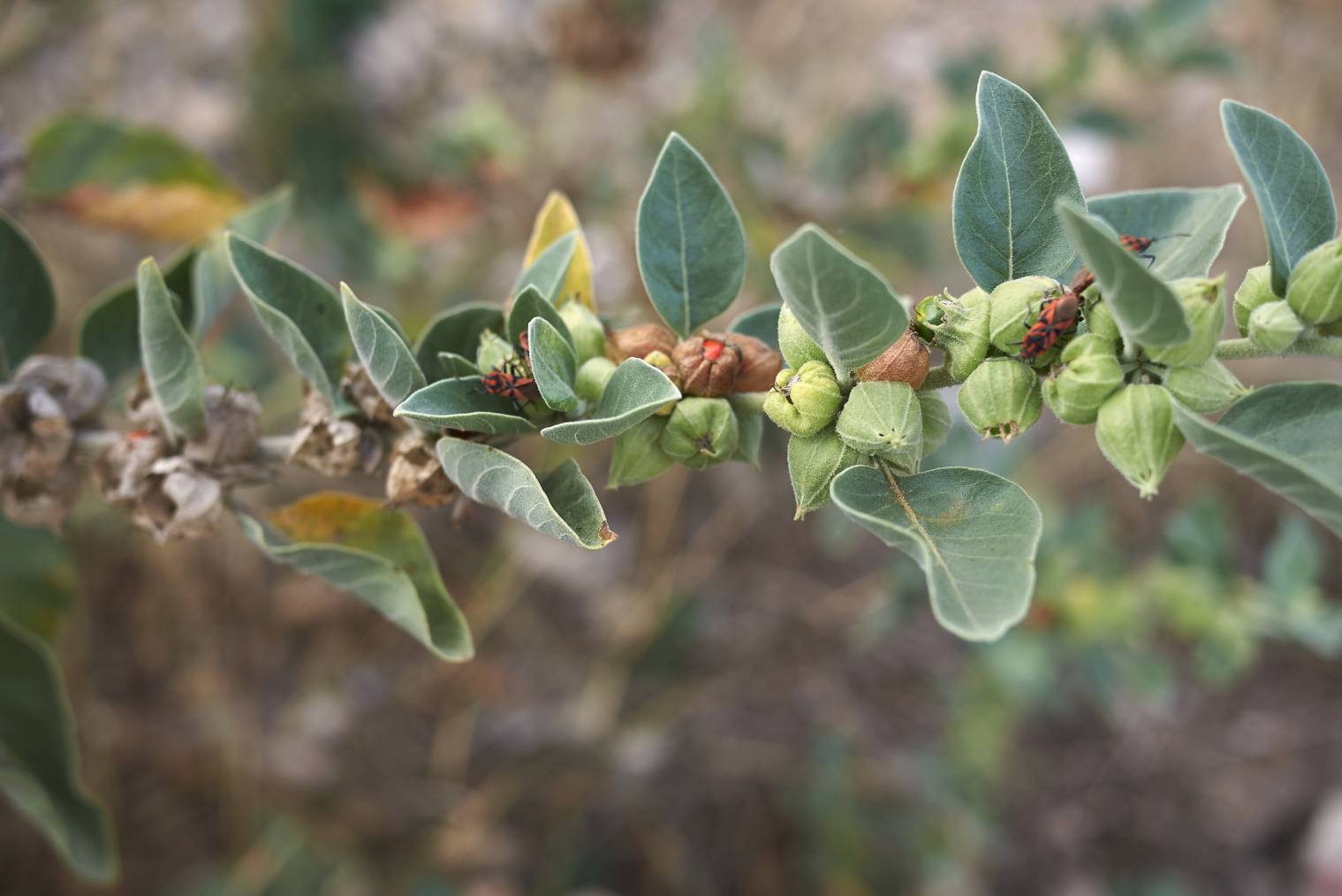 plante-ashwagandha